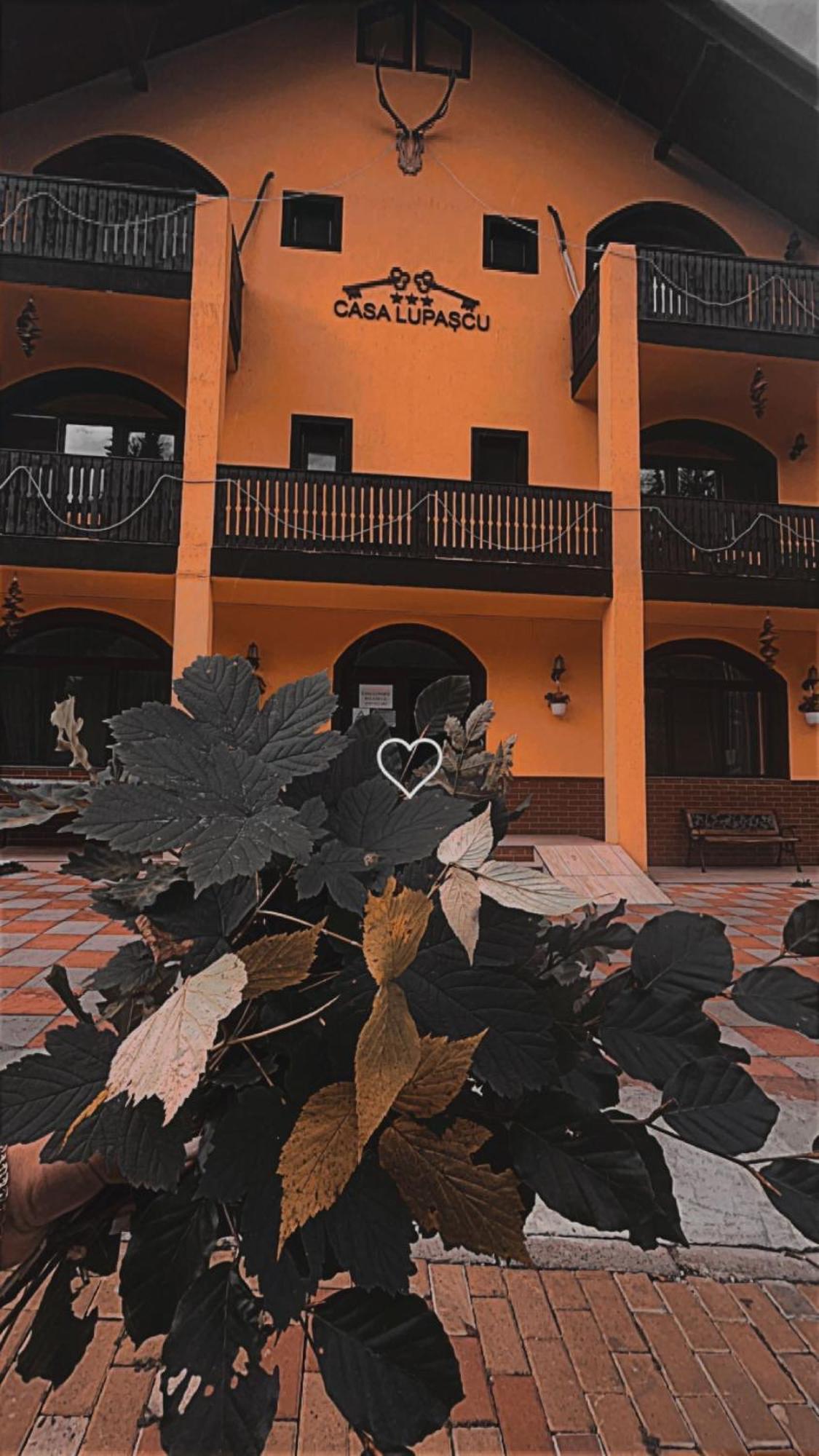 Casa Lupascu Hotel Vatra Dornei Exterior photo